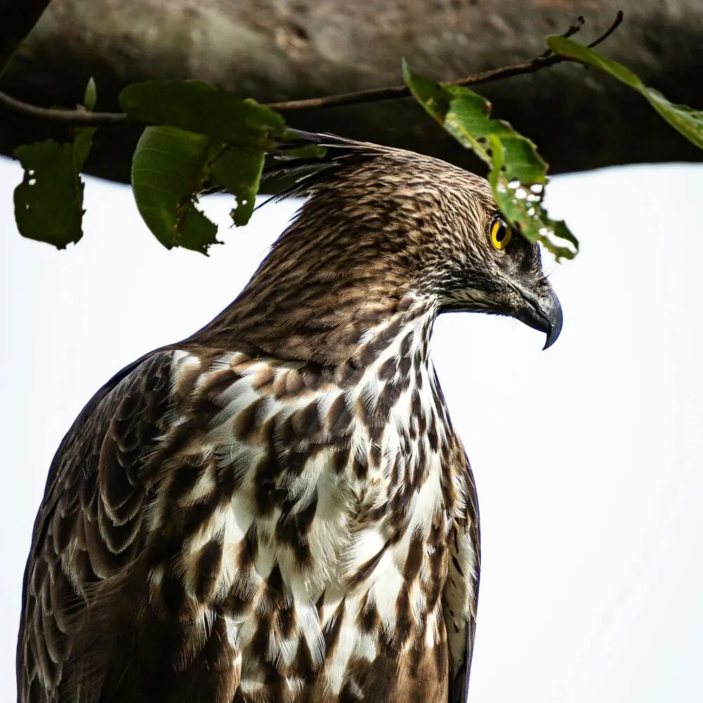 Wildlife Safari Kumana National Park Guide